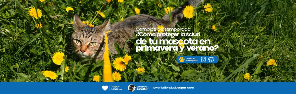 Cambios de temporada: ¿Cómo proteger la salud de tu mascota en primavera y verano?