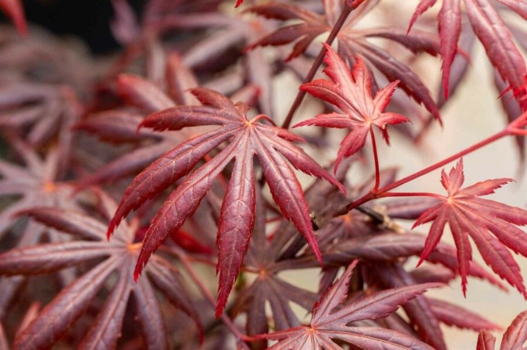 acer palmatum trompenburg