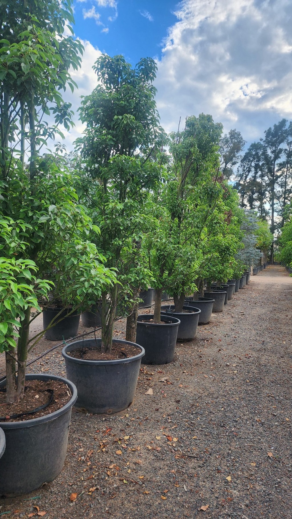 arboles ejemplares