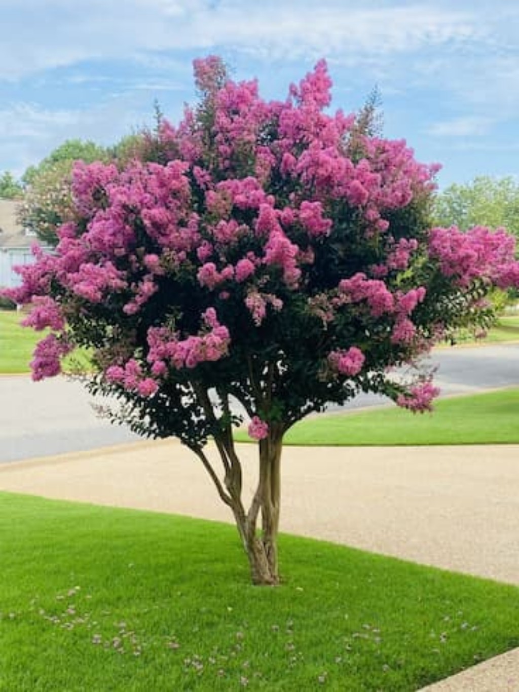comprar arboles para vereda