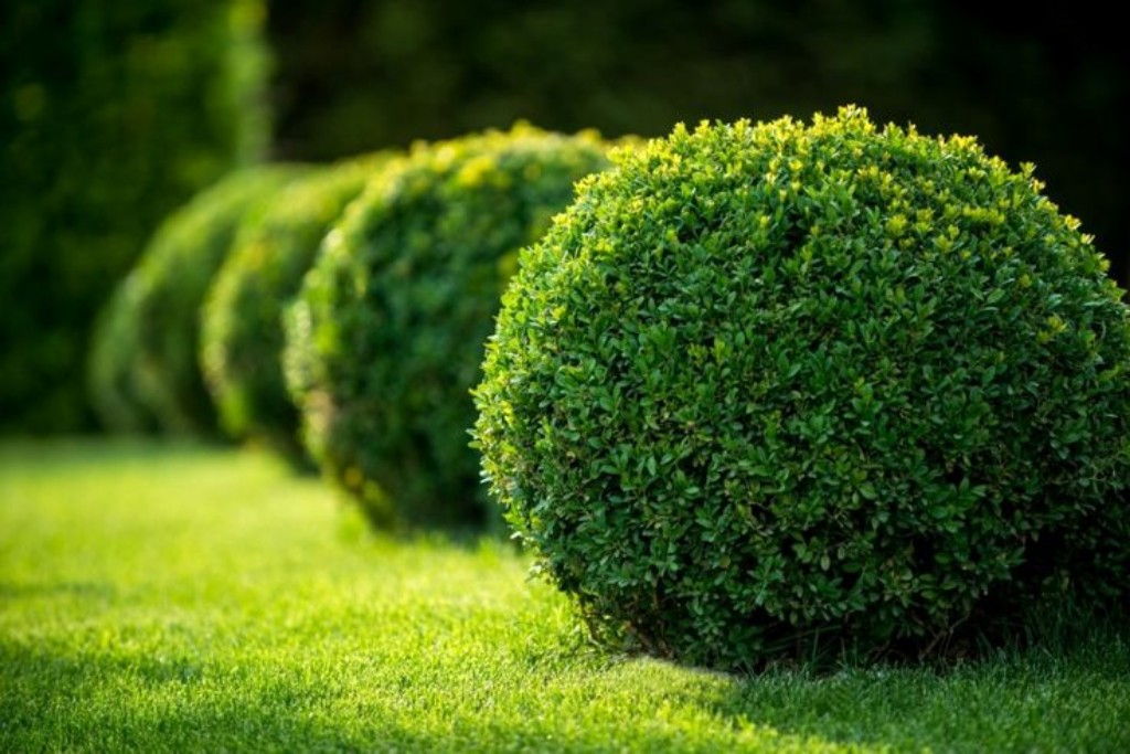buxus formas