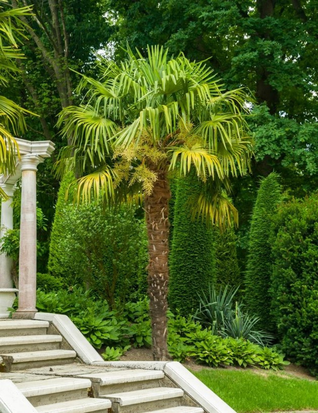 "Palmera Trachycarpus fortunei de gran porte resistente a heladas extremas y nieve para jardines en Buenos Aires.