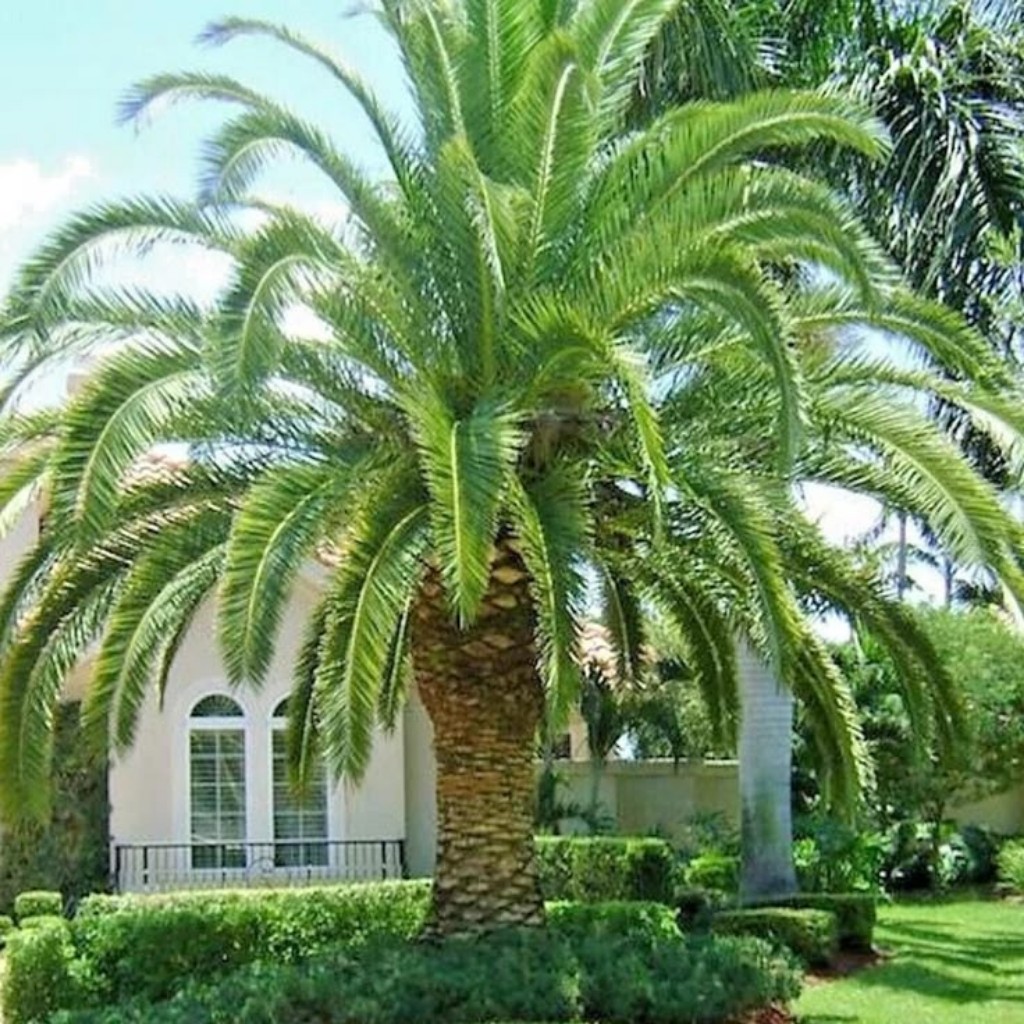 Palmera Canaria Phoenix canariensis ejemplar adulto para paisajismo resistente a sequía y vientos