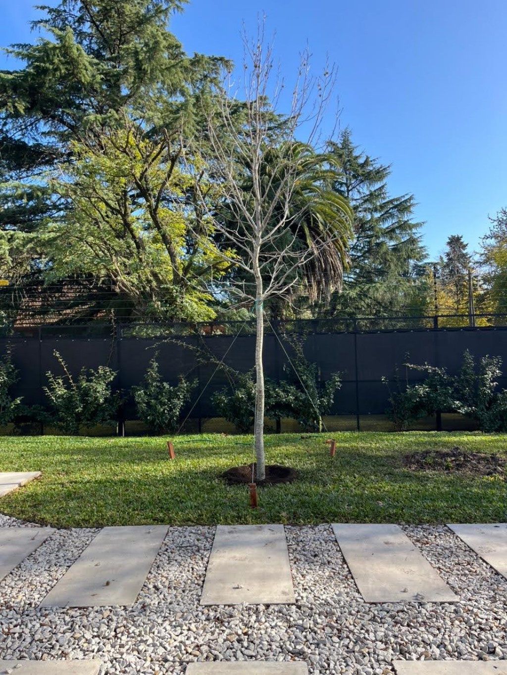 plantacion de ejemplar de liquidambar
