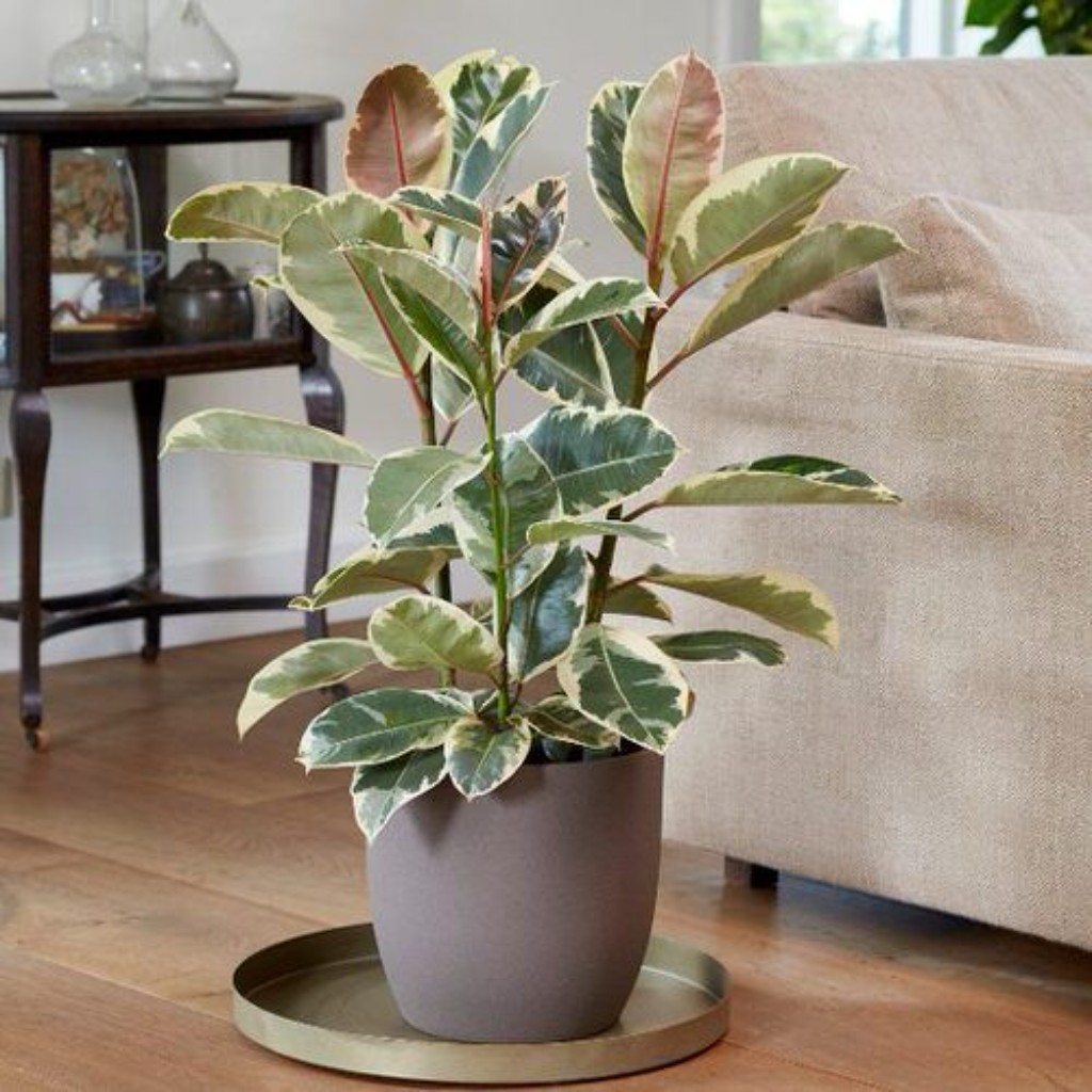 ficus elastica variegado para espacios interiores