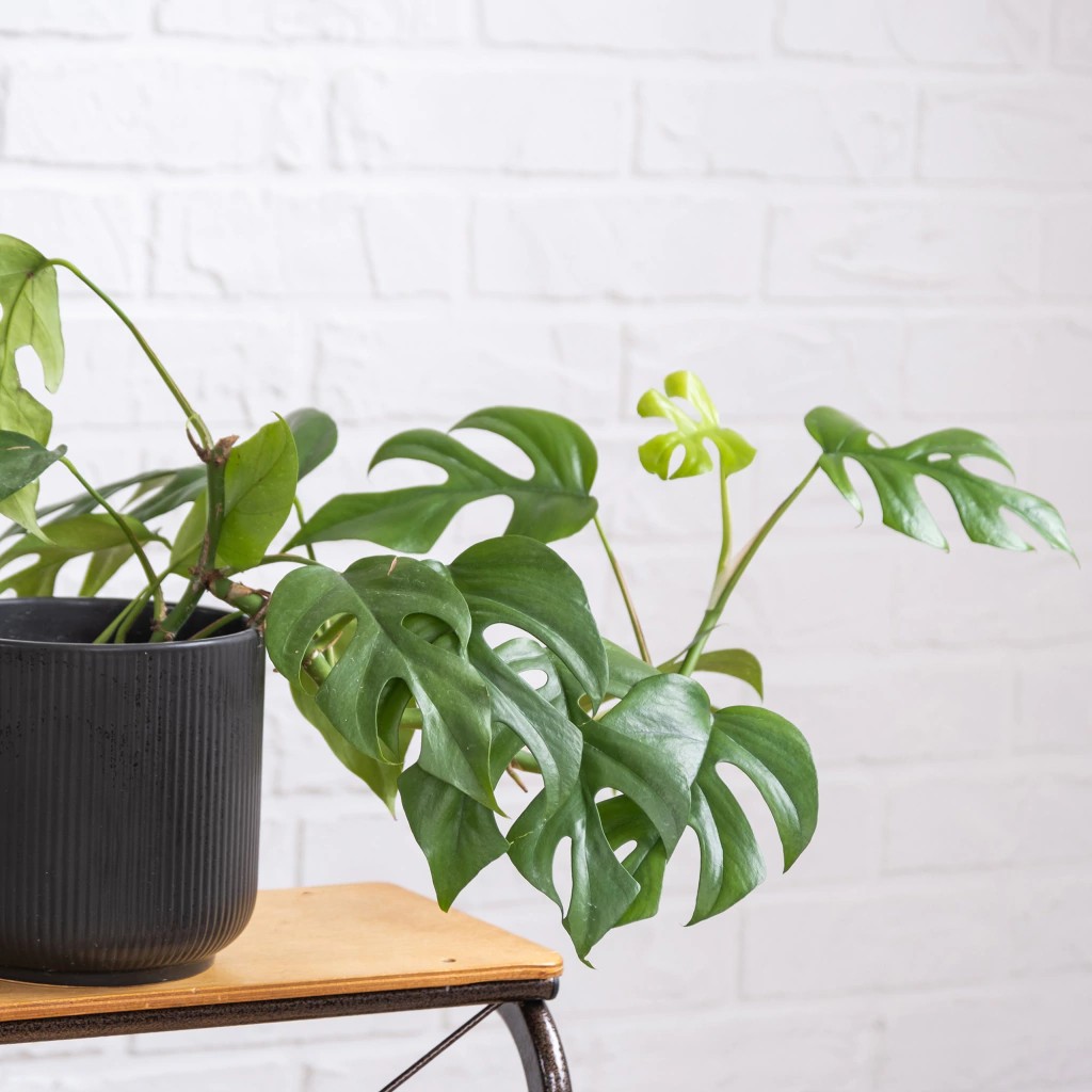 plantas de interior para interiores comprar