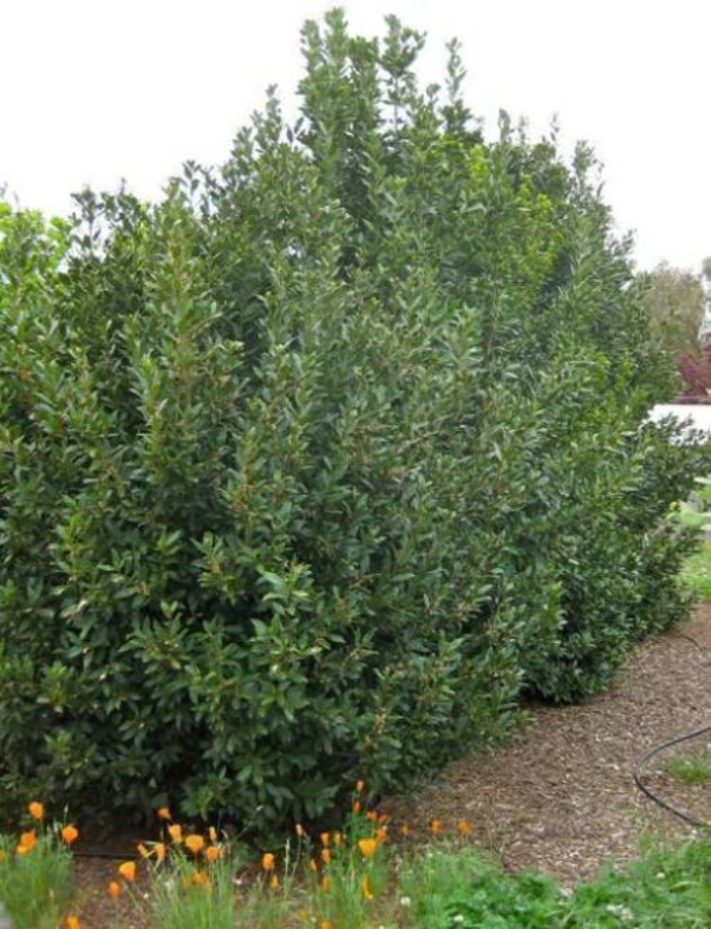 Myoporum