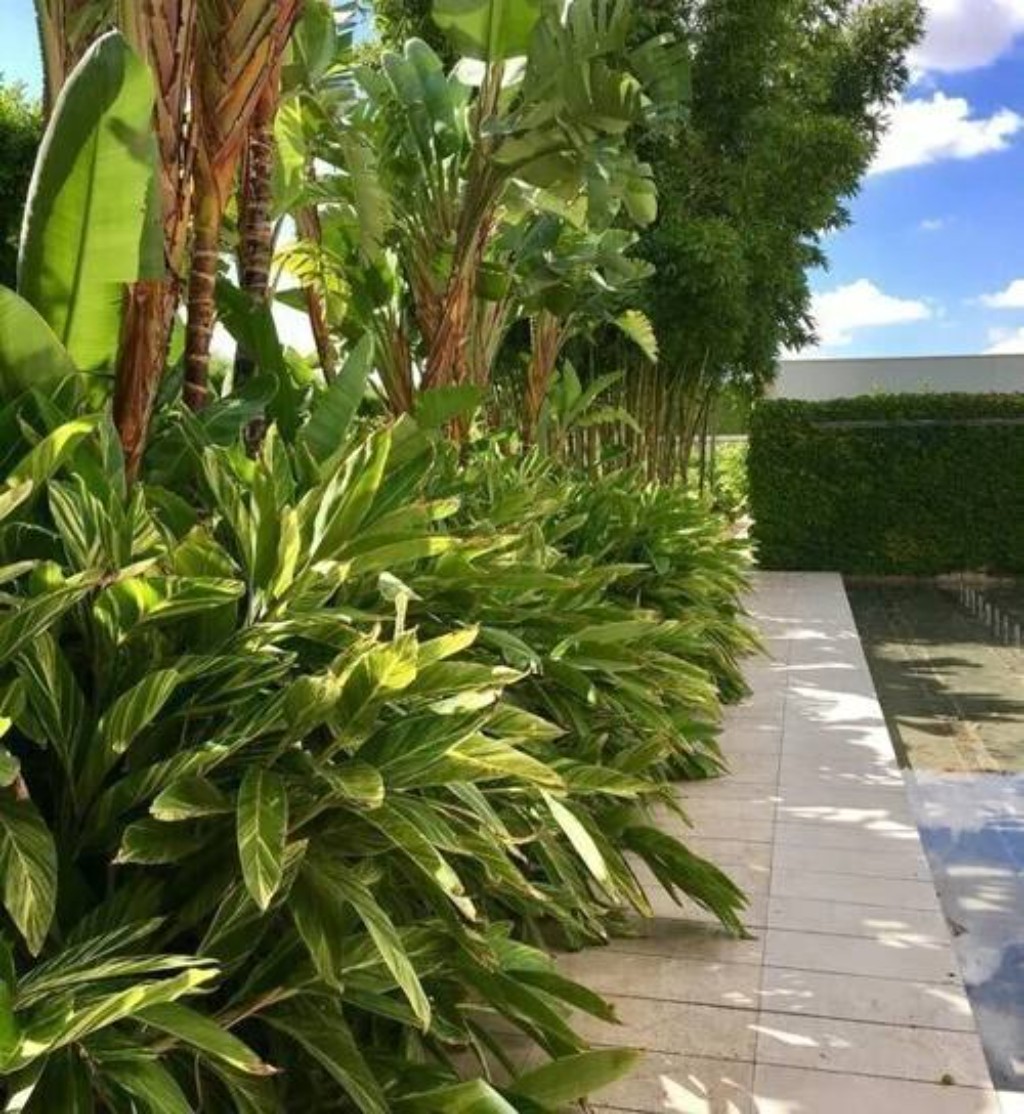 Alpinia Variegada