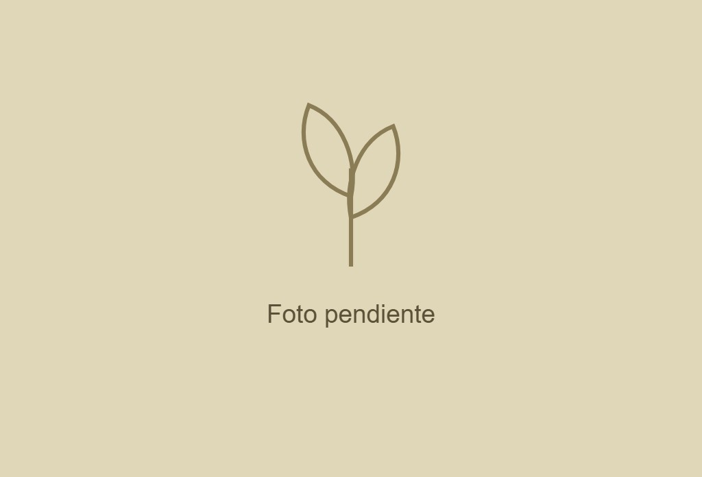 REEMPLAZAR-FOTO