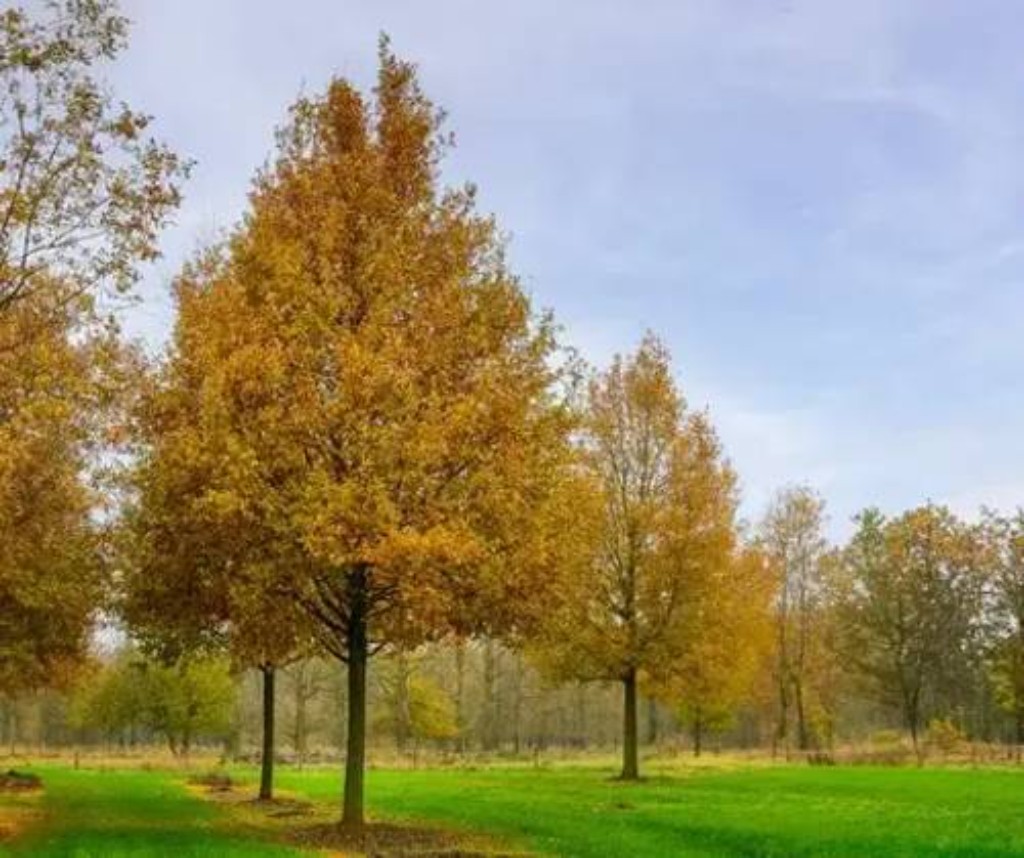 Roble Europeo (Quercus robur)