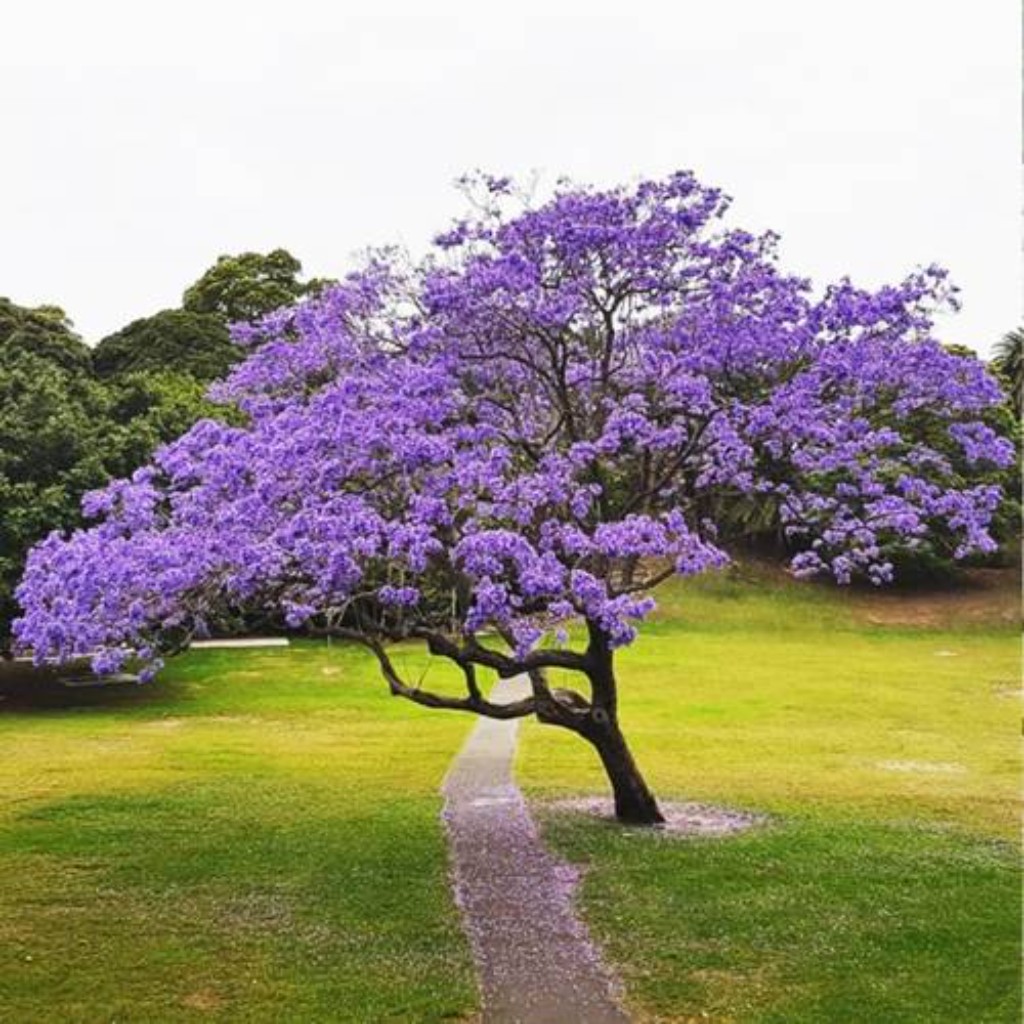 Jacarand&aacute; Mimosifolia