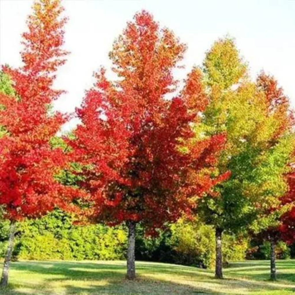 Liquid&aacute;mbar (Liquidambar styraciflua)
