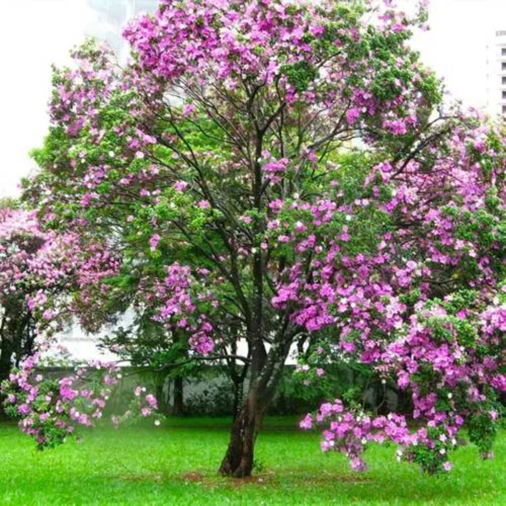 &Aacute;rbol Pezu&ntilde;a de Vaca Premium