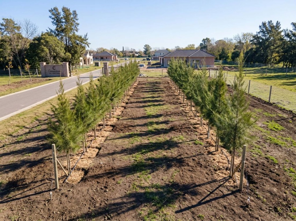 Cortina de casuarinas reci&eacute;n plantadas en loteo de Pilar