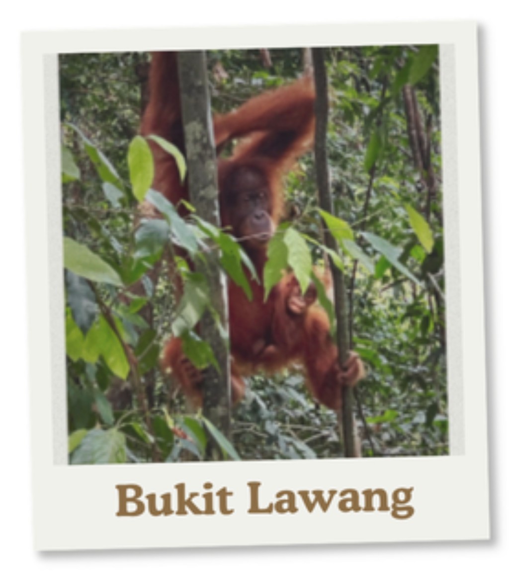 Bukit Lawang