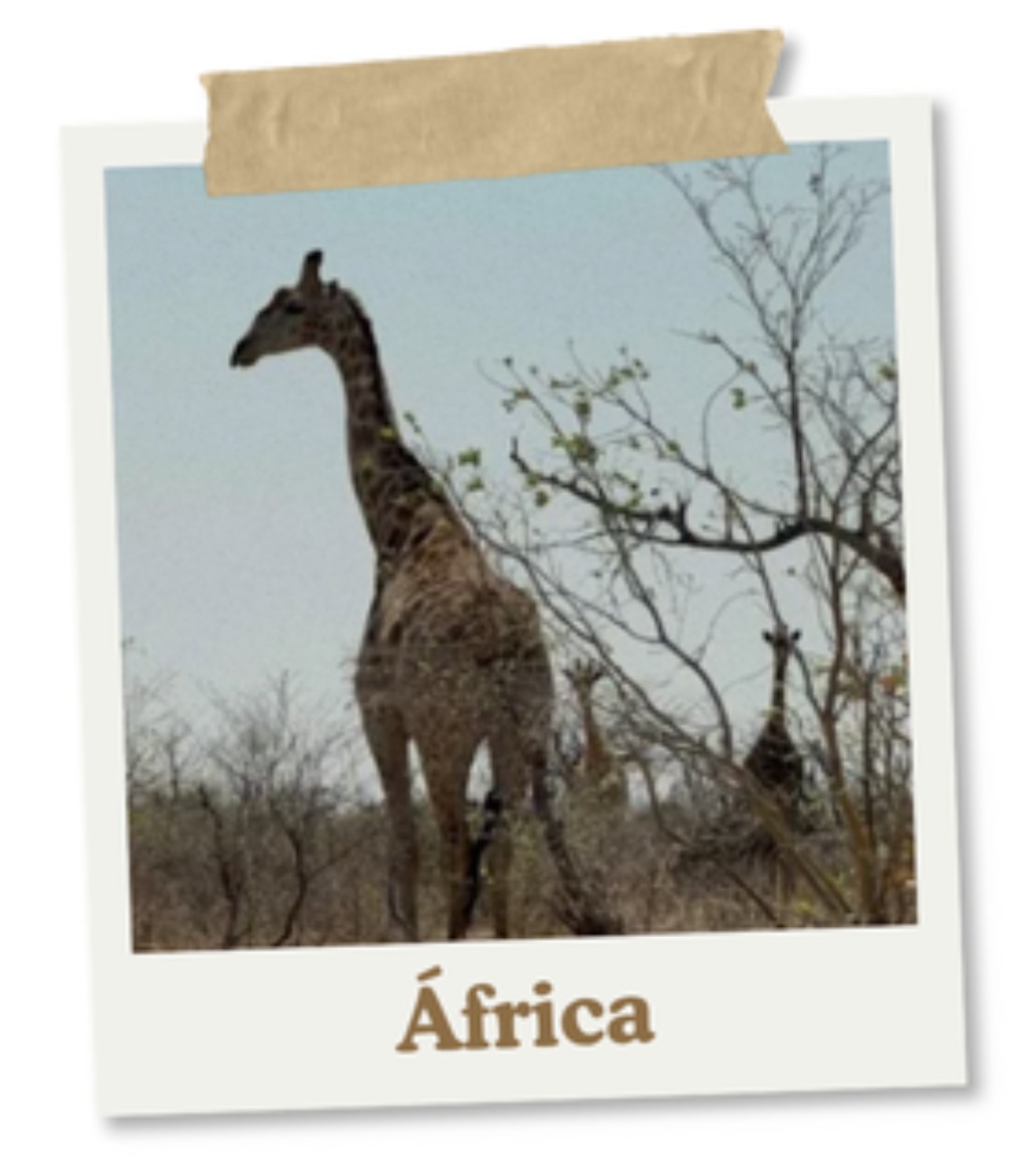 &Aacute;frica
