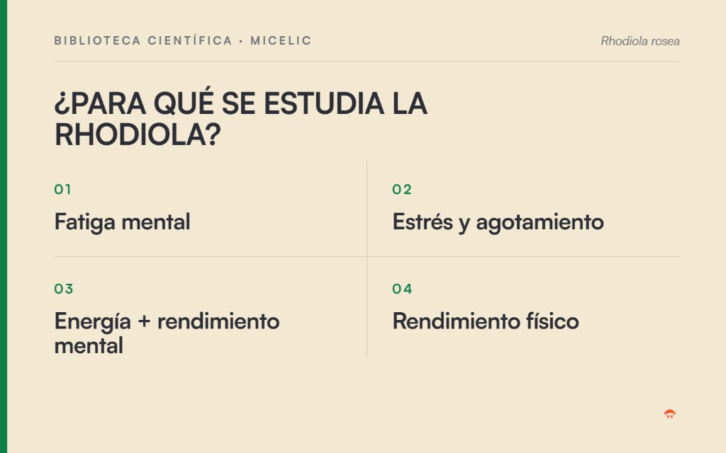 Principales áreas investigadas de Rhodiola rosea: fatiga mental, estrés, rendimiento mental y rendimiento físico