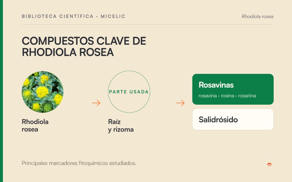 Compuestos clave de Rhodiola rosea: rosavinas y salidrósido