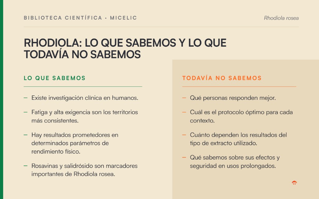 Lo que sabemos y lo que todavía no sabemos sobre Rhodiola rosea