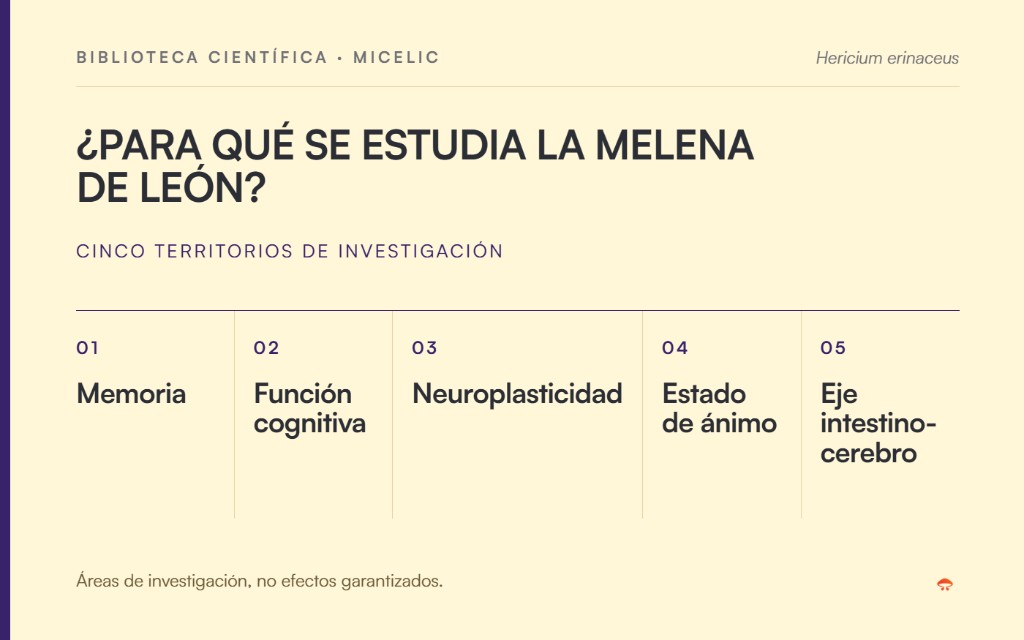 Áreas investigadas de la Melena de León: memoria, función cognitiva, neuroplasticidad, estado de ánimo y eje intestino-cerebro