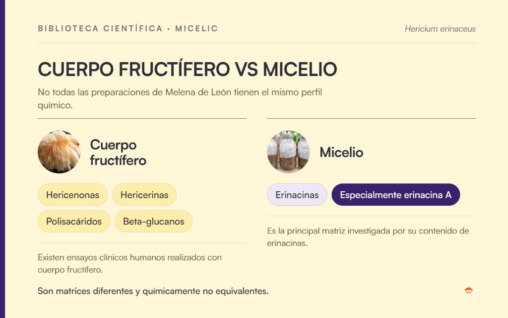 Comparación entre el cuerpo fructífero y el micelio de Melena de León y sus principales compuestos
