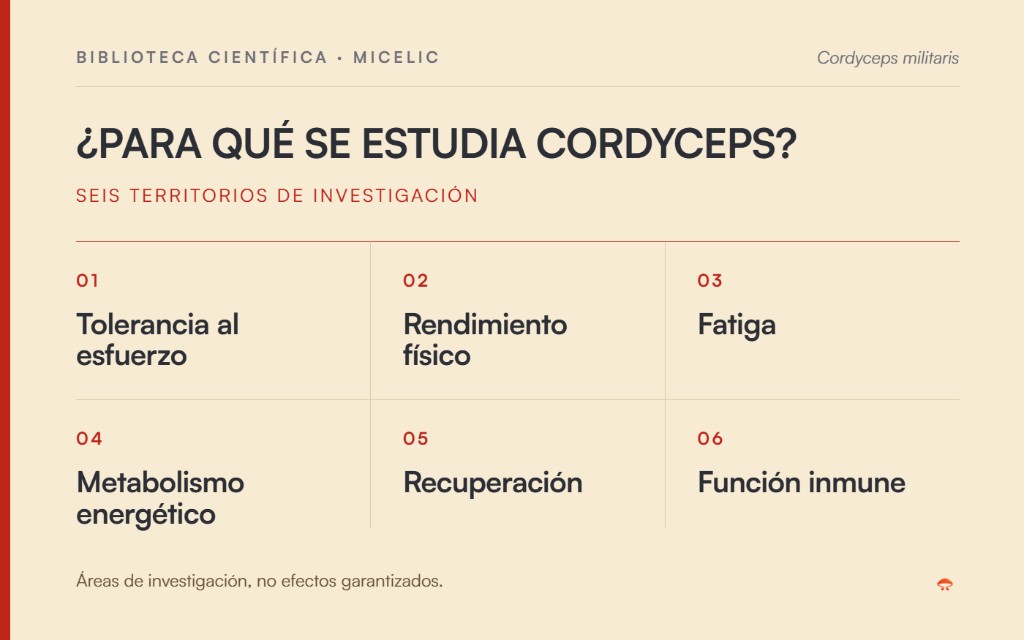 Áreas investigadas sobre Cordyceps