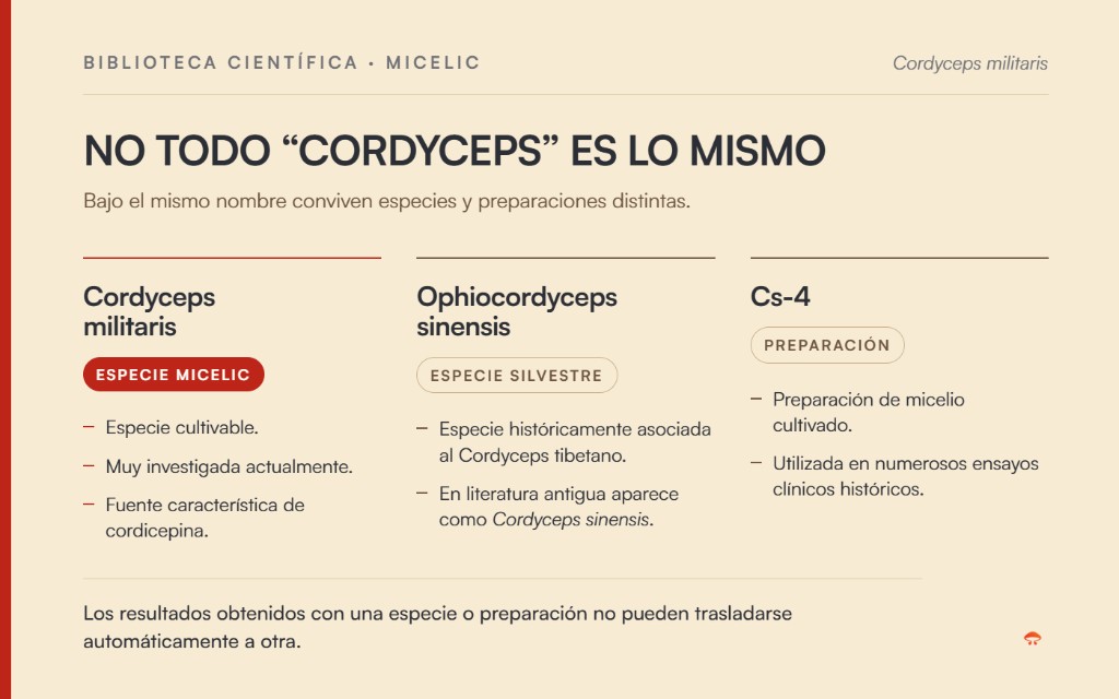 Cordyceps militaris, Ophiocordyceps sinensis y Cs-4