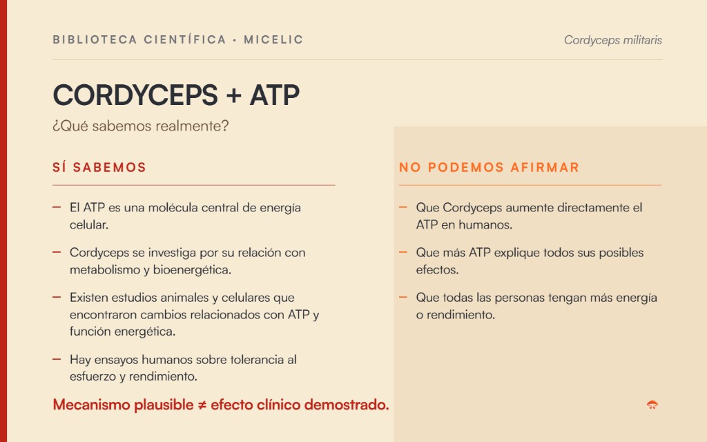Cordyceps, ATP, energía y rendimiento: qué sabemos y qué no