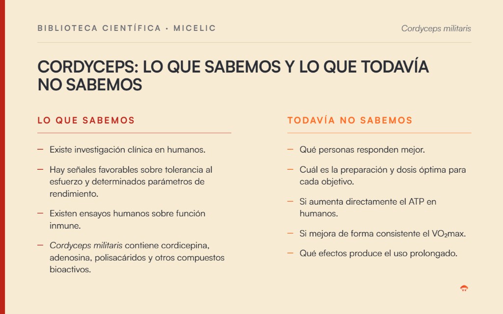 Cordyceps: lo que sabemos y lo que todavía no sabemos