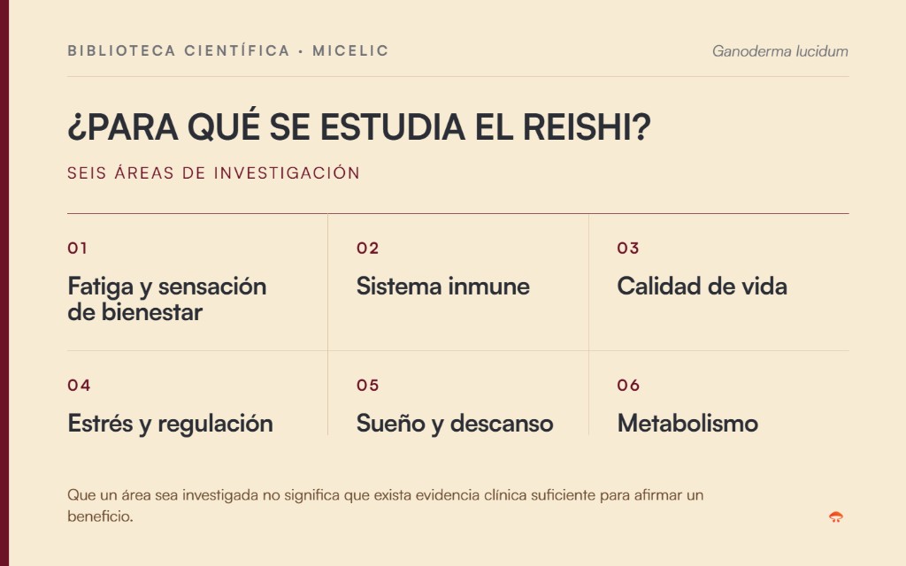 Áreas de investigación del Reishi: fatiga, sistema inmune, calidad de vida, estrés, sueño y metabolismo