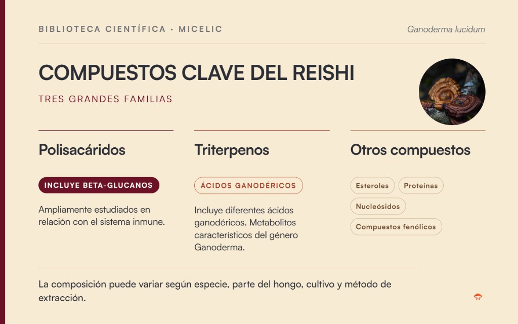 Compuestos clave del Reishi: polisacáridos, beta-glucanos, triterpenos, esteroles, proteínas y nucleósidos