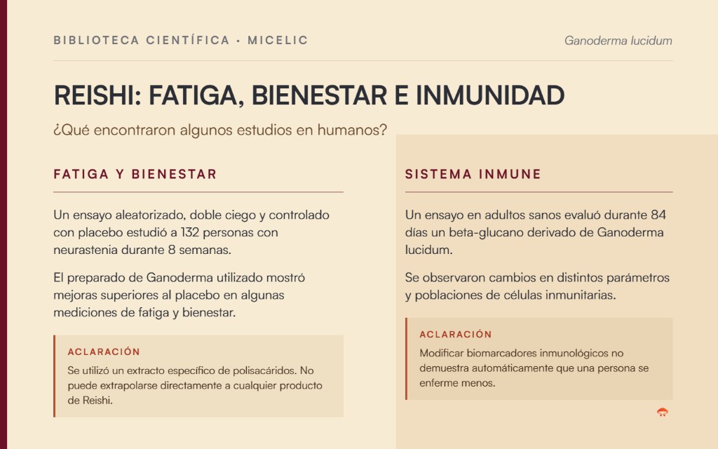 Resumen de estudios en humanos sobre Reishi, fatiga, bienestar y parámetros del sistema inmune