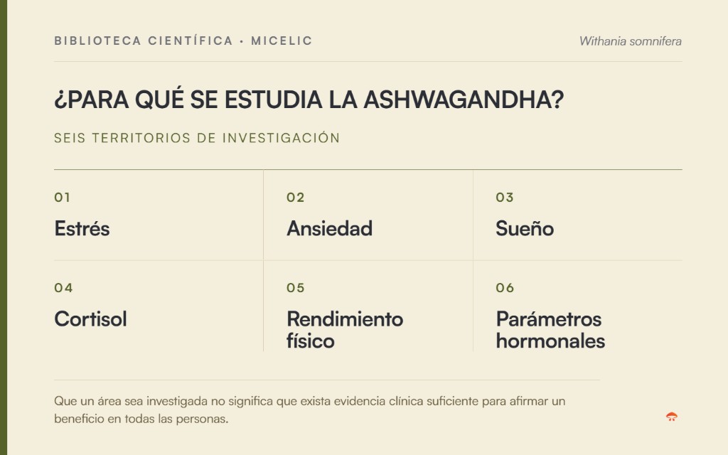 Áreas de investigación de la Ashwagandha: estrés, ansiedad, sueño, cortisol, rendimiento físico y parámetros hormonales