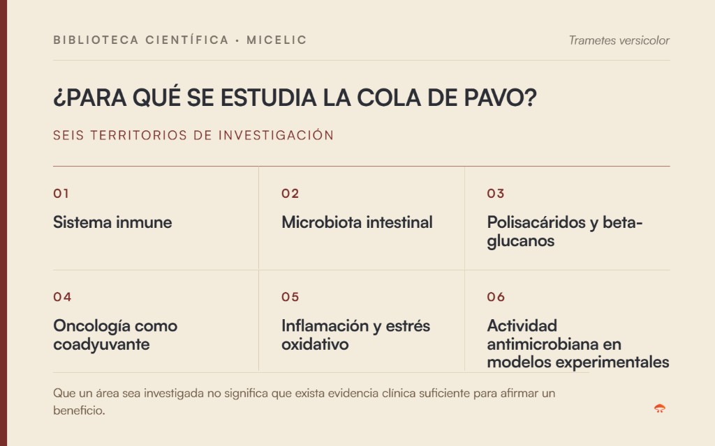 &Aacute;reas de investigaci&oacute;n de la Cola de Pavo: sistema inmune, microbiota, polisac&aacute;ridos, oncolog&iacute;a, inflamaci&oacute;n y actividad antimicrobiana