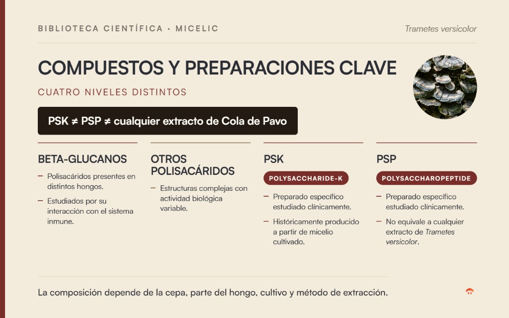 Compuestos y preparaciones de Trametes versicolor: beta-glucanos, polisac&aacute;ridos, PSK y PSP