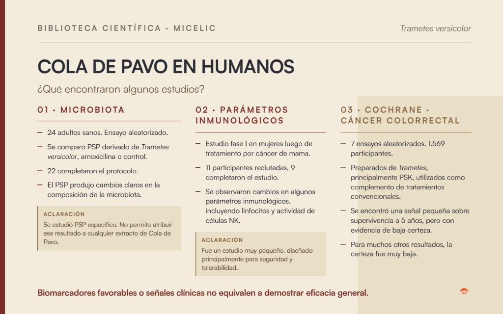 Resumen de estudios en humanos sobre Trametes versicolor, microbiota, par&aacute;metros inmunol&oacute;gicos y PSK como coadyuvante