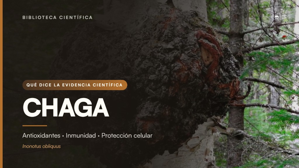 Chaga (Inonotus obliquus) sobre un abedul y qu&eacute; dice la evidencia cient&iacute;fica sobre antioxidantes, inmunidad y protecci&oacute;n celular