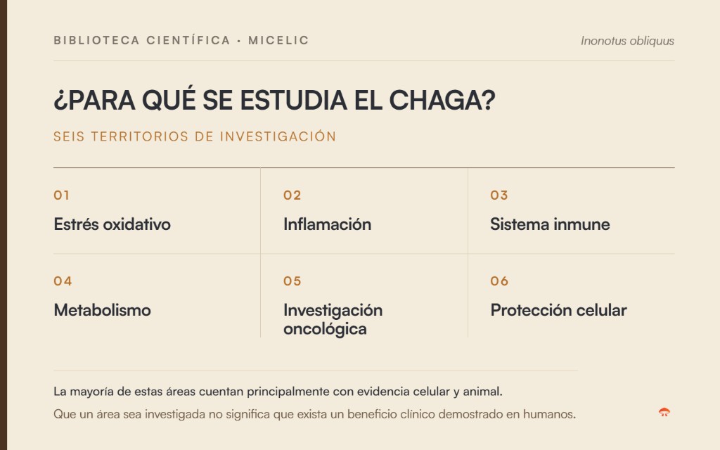 &Aacute;reas de investigaci&oacute;n del Chaga: estr&eacute;s oxidativo, inflamaci&oacute;n, sistema inmune, metabolismo, investigaci&oacute;n oncol&oacute;gica y protecci&oacute;n celular