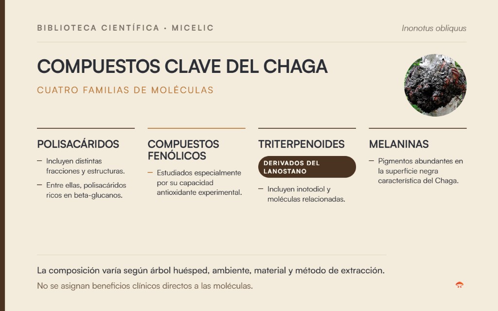 Compuestos clave del Chaga: polisac&aacute;ridos, compuestos fen&oacute;licos, triterpenoides derivados del lanostano y melaninas
