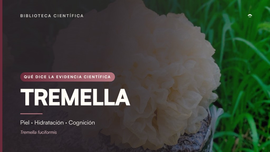 Tremella (Tremella fuciformis) y qué dice la evidencia científica sobre piel, hidratación y cognición