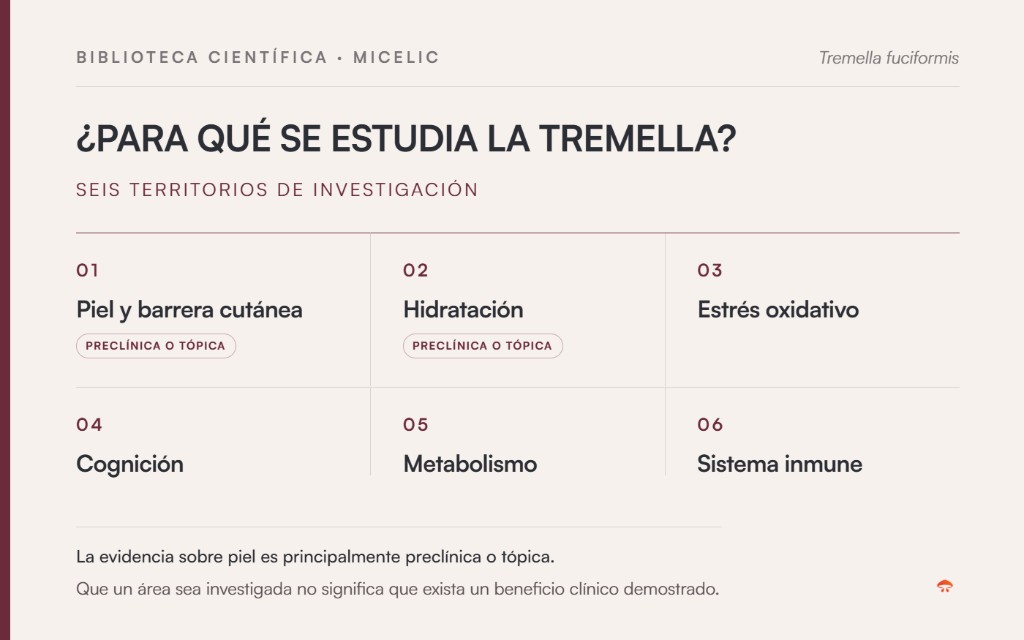 Áreas de investigación de la Tremella: piel y barrera cutánea, hidratación, estrés oxidativo, cognición, metabolismo y sistema inmune