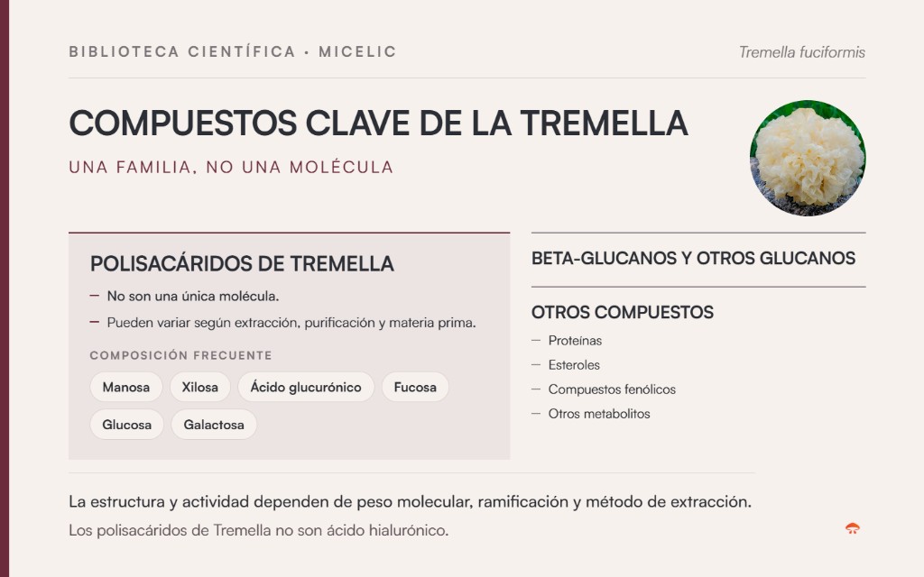 Compuestos clave de Tremella fuciformis: polisacáridos, beta-glucanos y otros compuestos; no son ácido hialurónico