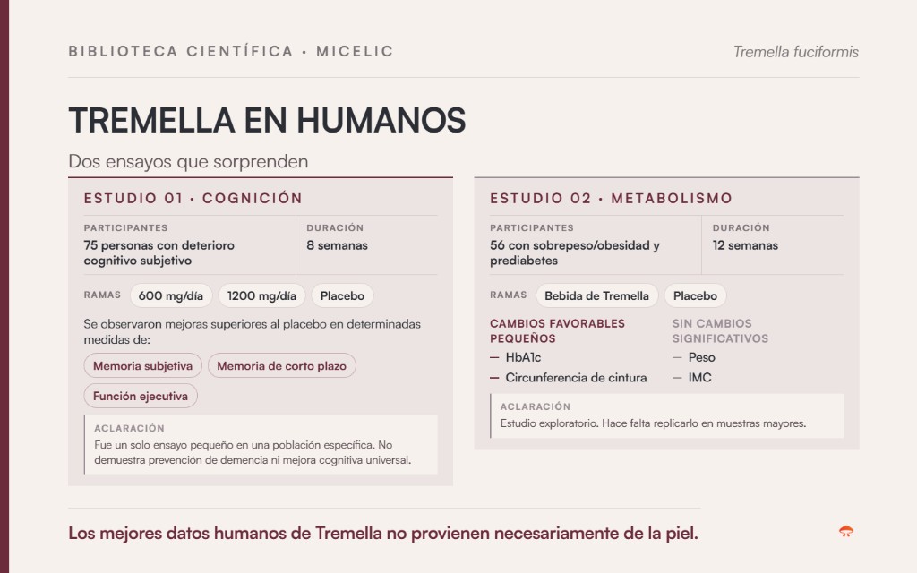 Resumen de dos ensayos en humanos con Tremella fuciformis: cognición (75 personas, 8 semanas) y metabolismo (56 personas, 12 semanas)