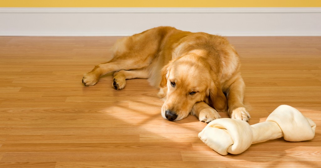 Perro aburrido en casa con juguete