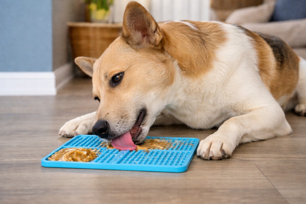 Perro usando alfombra de lamer