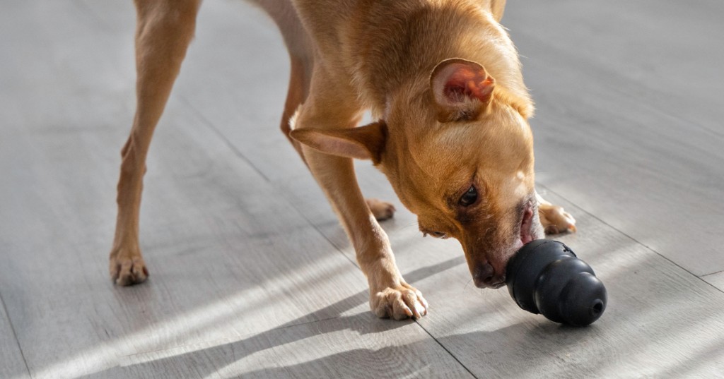 Perro jugando con Kong