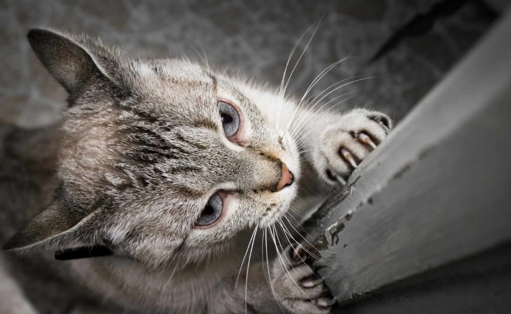 Gato rascando mueble