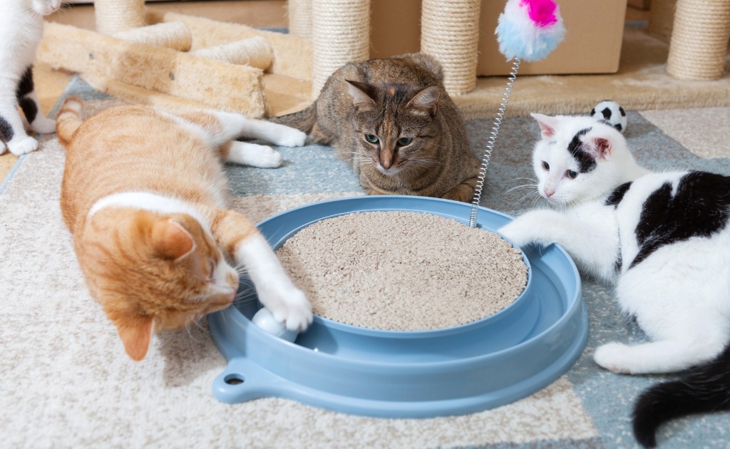 Gatos jugando con juguetes interactivos y rascador