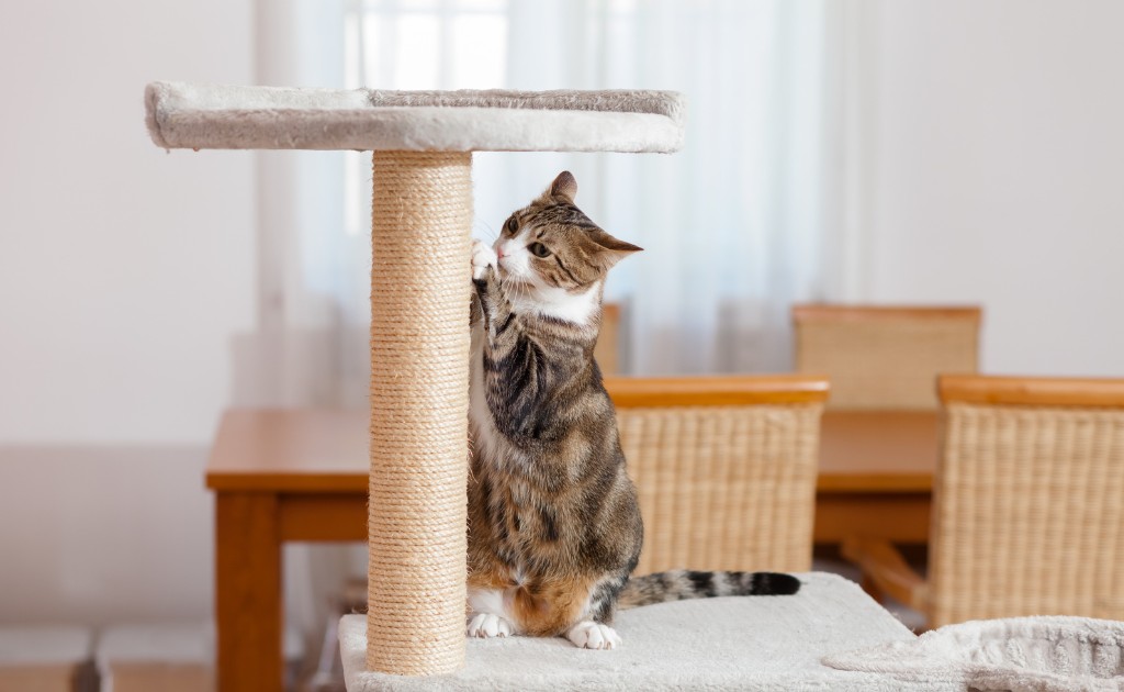 Gato usando rascador tranquilo