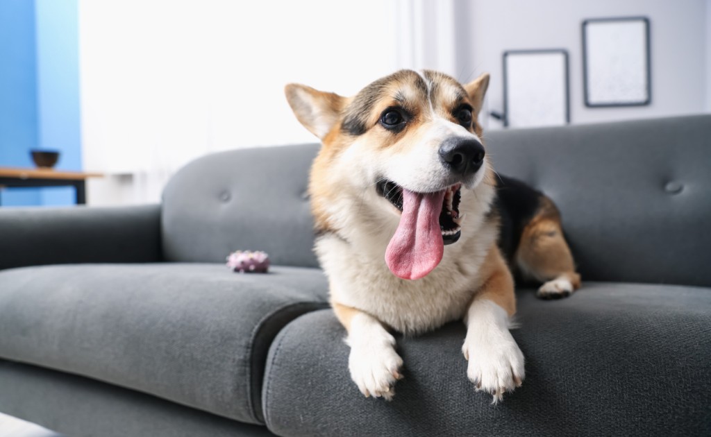 perro jadeando por calor en verano